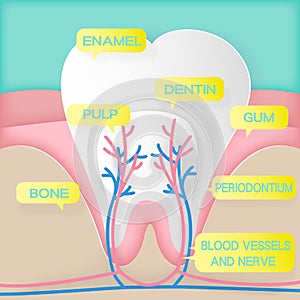 Cute cartoon tooth structure