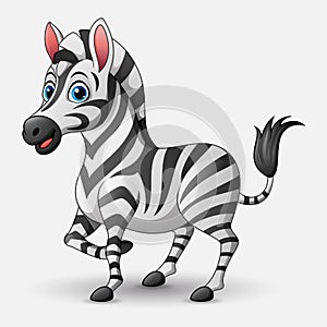 Cute cartoon zebra on white background