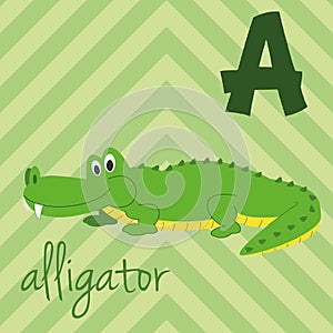 Cute cartoon zoo illustrated alphabet with funny animals: A for Alligator.