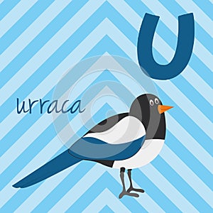 Cute cartoon zoo illustrated alphabet with funny animals. Spanish alphabet: U for Urraca.