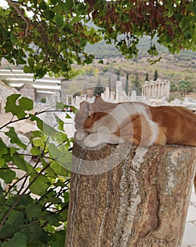 A cute cat in the ancient city of Ephesus