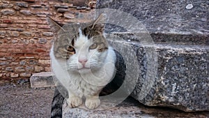 A cute cat in the ancient city of Ephesus
