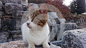 A cute cat in the ancient city of Ephesus