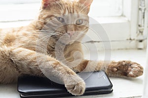 Cute cat answering the phone on windowsill, horizontal