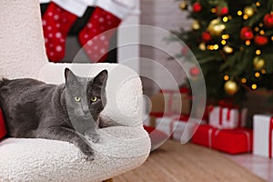 Cute cat on armchair in room decorated for Christmas