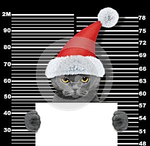 Cute cat as santa claus in prison. Isolated on black