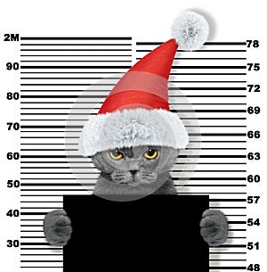 Cute cat as santa claus in prison. on white