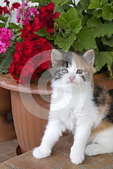 Cute cat on a background of flowers pelargonium. small kitten with white red and black colors and blue eyes