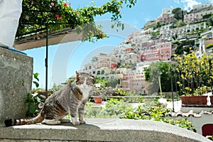 Cute cat, on background Positano panoramic view, Amalfi coast, Italy