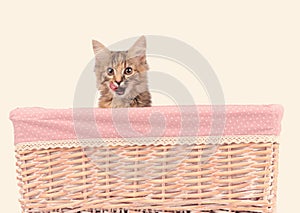 Cute cat in the basket on white