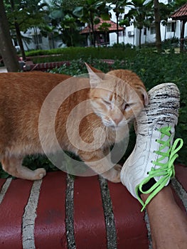 Cute cat beg  the shoes in the garden