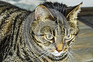 Cute cat with big green eyes that concentrates on ground