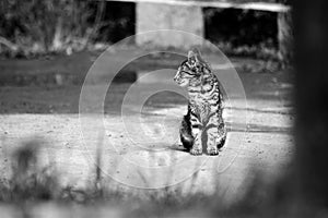 The Cute cat in Black White