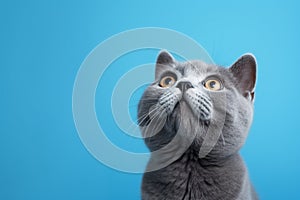 Cute cat on a blue background with copy space, looking up