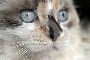 Cute cat with blue eyes