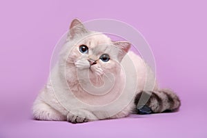 Cute cat with blue eyes on a pink background
