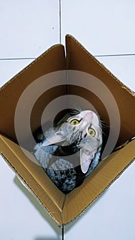 cute cat in box with scare face