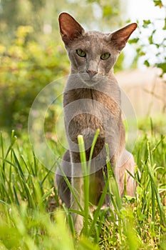 Cute Cat Of Breed Oriental 2 Years Old Sitting In Garden.