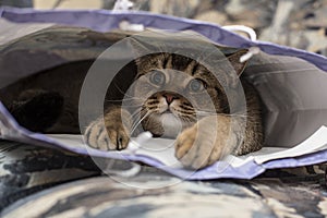 Cute cat British golden chinchilla ticked playfully hid in gift