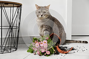 Cute cat, broken flower pot with cineraria plant on floor indoors