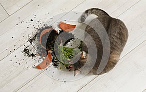 Cute cat and broken flower pot with cineraria plant on floor, top view