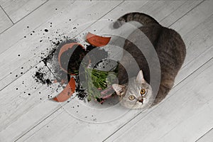 Cute cat and broken flower pot with cineraria plant on floor, top view