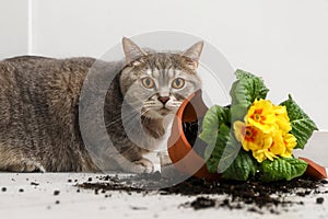 Cute cat and broken flower pot with primrose plant on floor