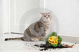 Cute cat and broken flower pot with primrose plant on floor indoors