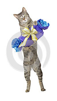 Cute cat carrying a decorative gift