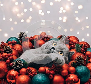 Cute cat in Christmas red baubles looks up. British cat in a Christmas wreath on a blue background with bokeh lights. New Year