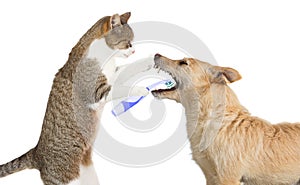 Cute cat cleaning a dogs teeth photo