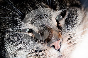 Cute cat close-up portrait. Sleepy, happy time