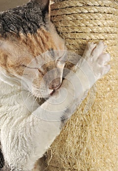 Cute Cat with Closed Eyes Scratching a Post