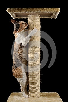 Cute Cat with Closed Eyes Scratching a Scratching Post