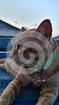 Cute cat with collar