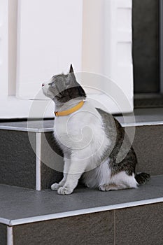 Cute cat with a collar sits on the steps of the house