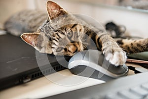 A cute cat and a computer