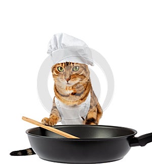 Cute cat cook frying a dish with a frying pan and a spatula