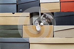 Cute cat crawled into a stack of folded shoe boxes and plays funny, trying to get something with his paw. Copy space