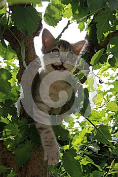 Cute cat in the crown of the tree is smiling