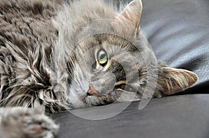 Cute cat on cushion