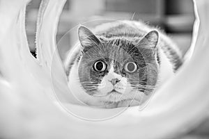 Cute cat with dilated pupils focused on a target while playing in a tunnel; black and white