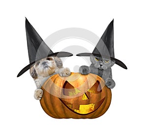 Cute cat and dog in a costume with halloweens pumpkin