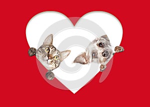 Cute Cat and Dog Peeking Out Of Cutout Heart