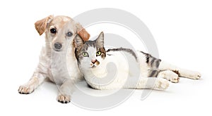 Cute Cat and Dog Snuggling Together