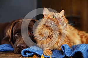 Cute cat and dog on  table at home. Warm and cozy winter