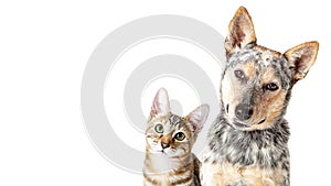 Cute Cat and Dog Together Tilting Heads Web Banner