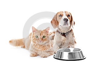 Cute cat and dog together on white background