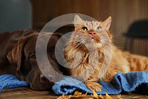 Cute cat and dog on wooden table at home. Warm and winter