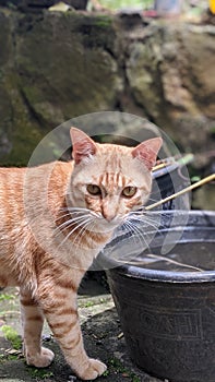 Cute cat drinking water from the bucket